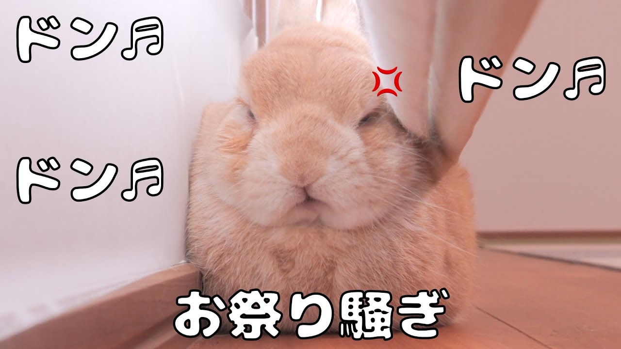 寝ようとしたらお祭りが始まって太鼓の音で表情が曇り出すムギ【No.1729】