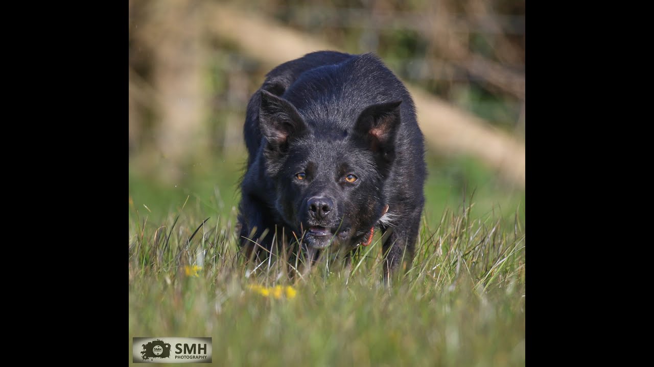 Lot 15: Syfnwy Mic – 15.5.24  Farmers Marts Dolgellau Online Sheepdog Auction