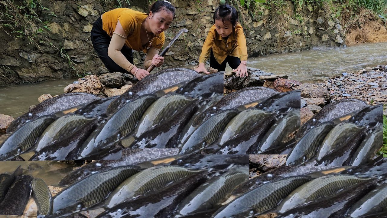 Harvested the giant fish, took them to sell with his daughter, and cooked them | Tương Thị Mai