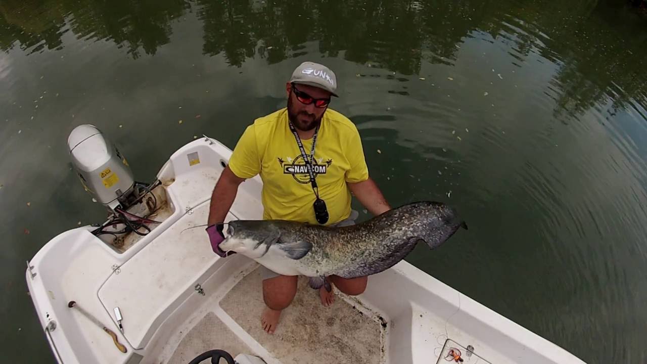 Touche en direct sur une pêche en vertical (Silure)