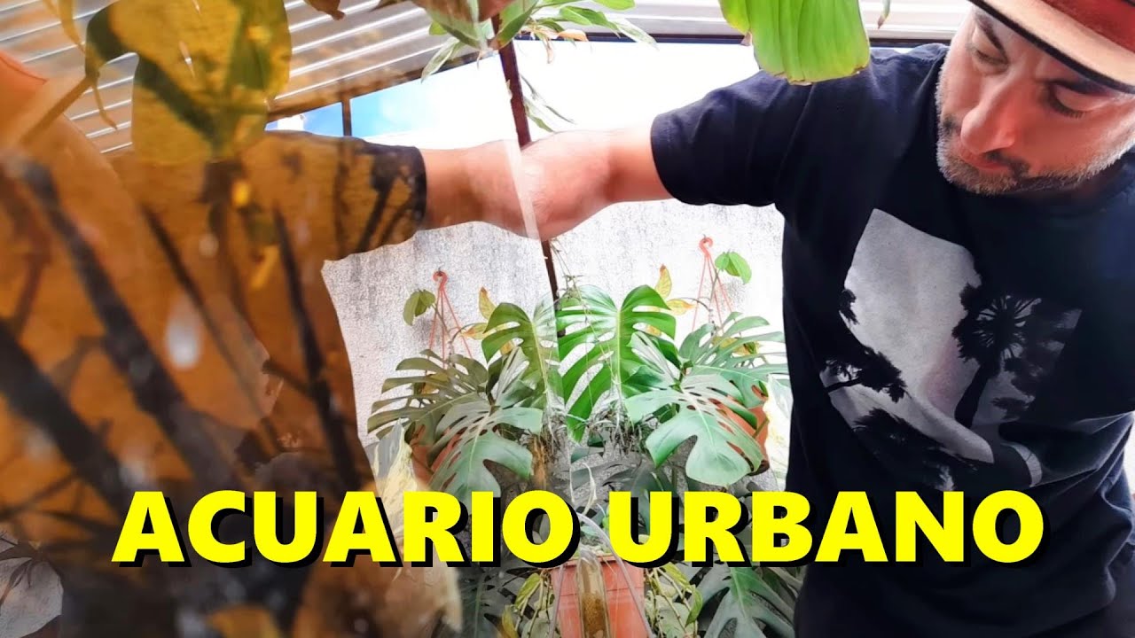 Recolectando plantas y animalitos para acuarios. ACUARIO URBANO