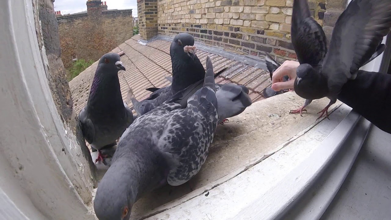 wood pigeon watches the show