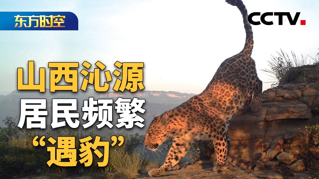 华北豹回归！我们做对了什么？还能做些什么？| CCTV「东方时空」