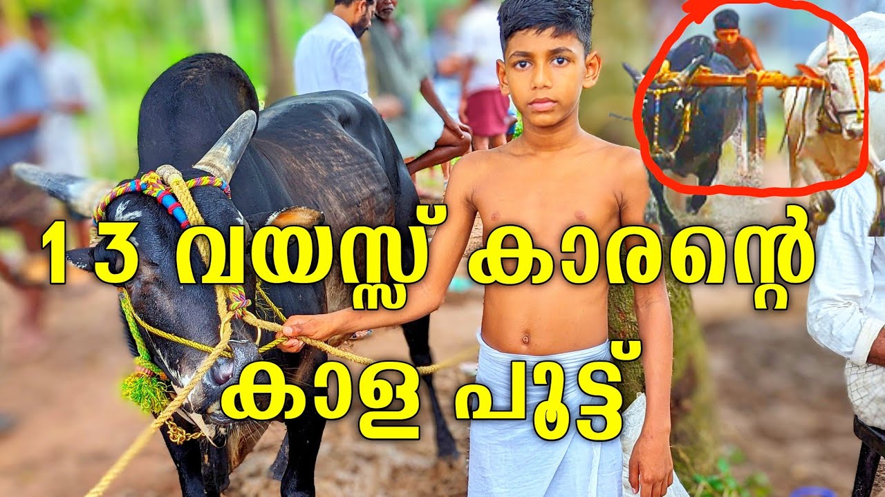 13 വയസ്സ് കാരൻ്റെ കാള പൂട്ട് 👍💪/kalapoot malsaram