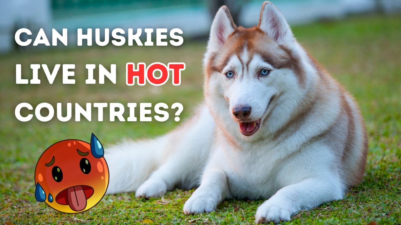 The Truth about Huskies Living In Hot Weather | Husky 101