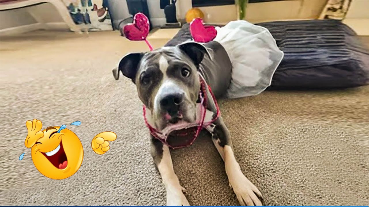 Smarty Funny Animal Video Clips 😹🐶 The Funniest Cat & Dog Moments Compilation 🤣