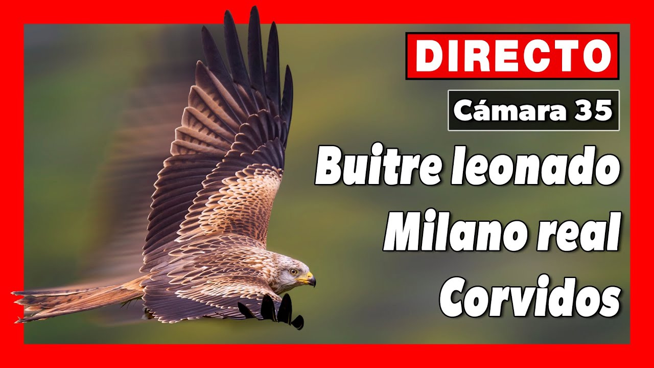 Comedero de aves necrófagas 🔴 DIRECTO (Cámara 35 | Badajoz) Valencia del Mombuey
