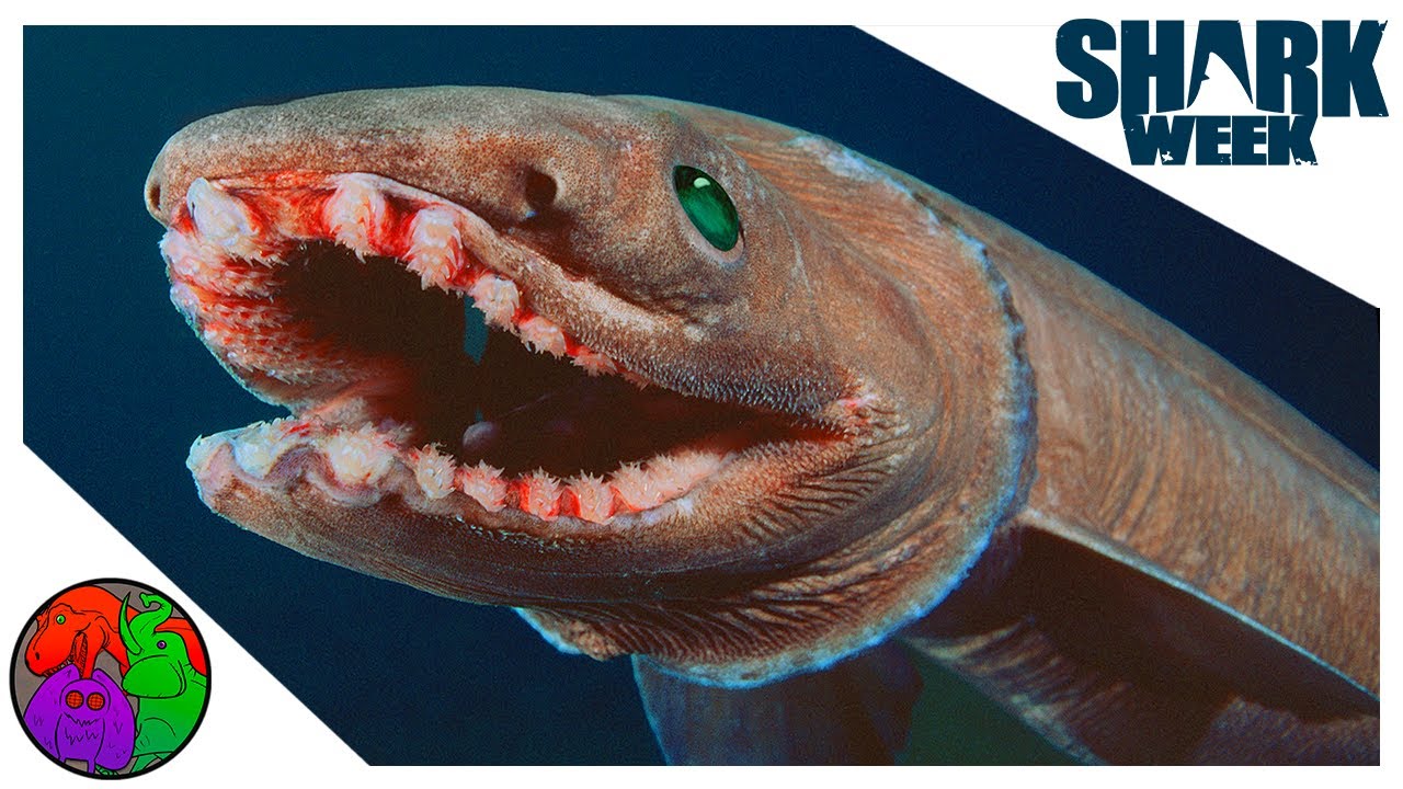 Живое ископаемое? Или морской змей? | Плащеносные акулы | SHARKWEEK