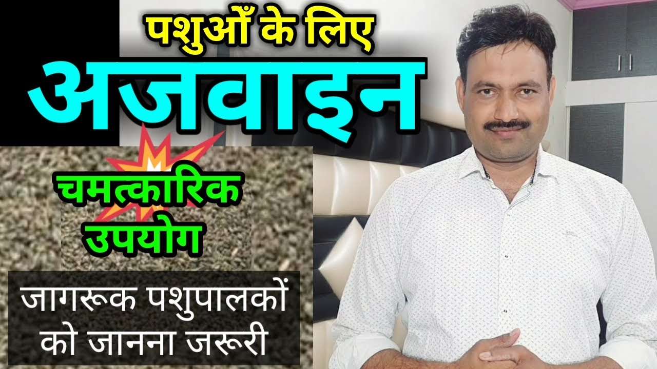पशुओं में अजवाइन के फायदे  ajwain seeds benefits in animals ajowan Trachyspermum carom seeds