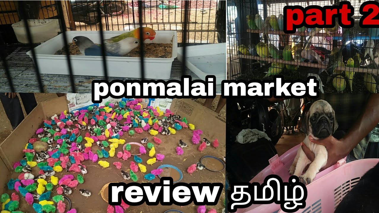 Part 2 ponmalai market review/தமிழ்/budgies/finches/cocktails/african love birds sell in the market
