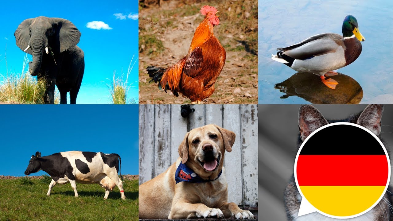 Tierbilder und -ger&auml;usche. Lerne Namen und die Ger&auml;usche, die Tiere auf Deutsch machen