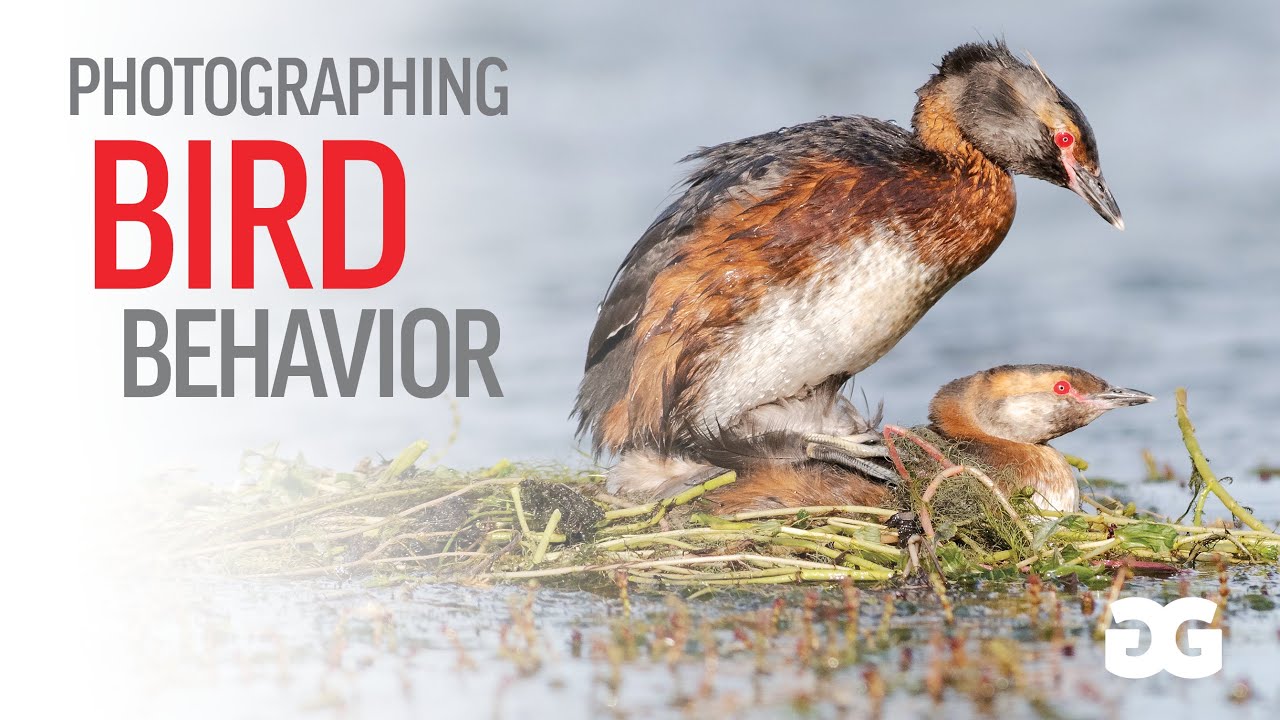 BIRD BEHAVIOR PHOTOGRAPHY | Wildlife photography behind the scenes
