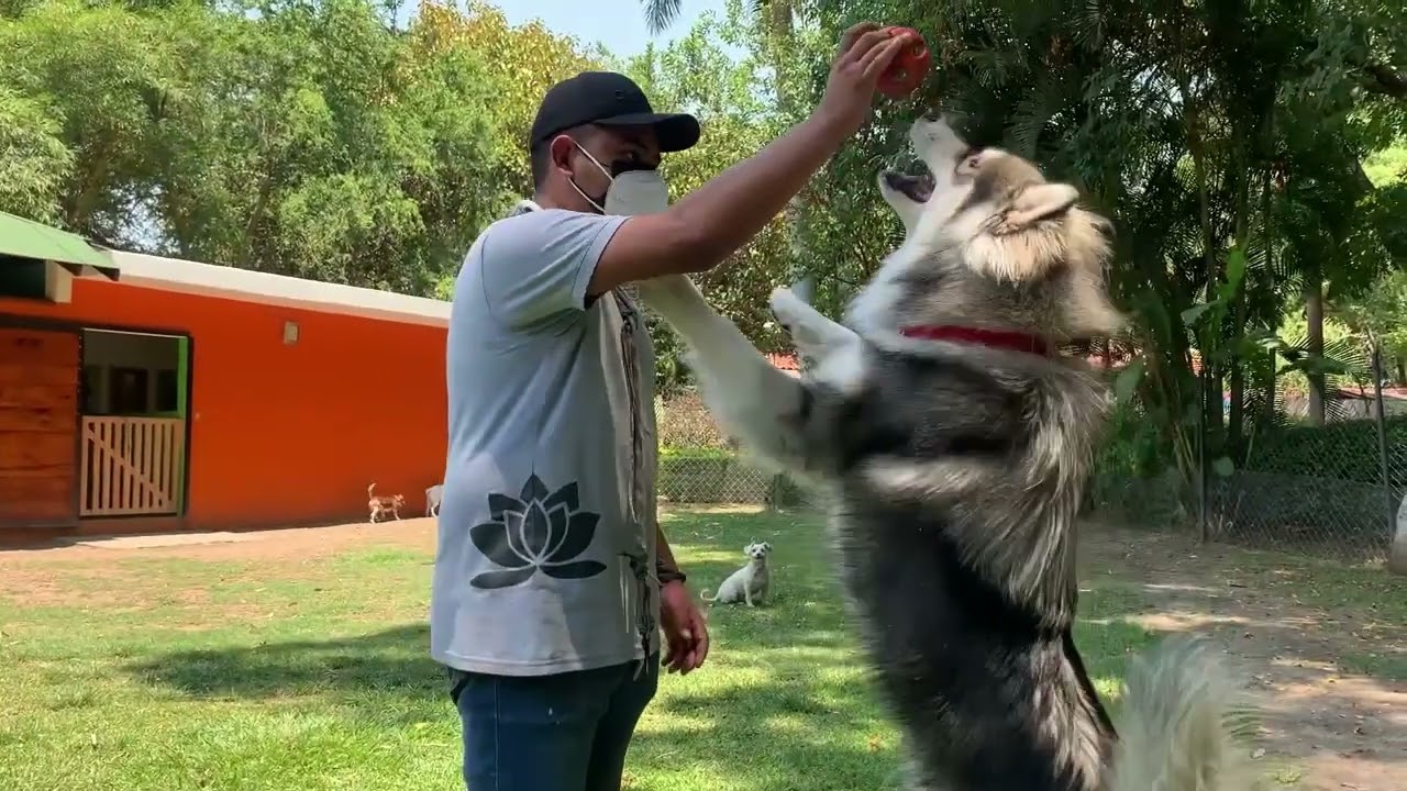 La Estancia, hotel para mascotas.