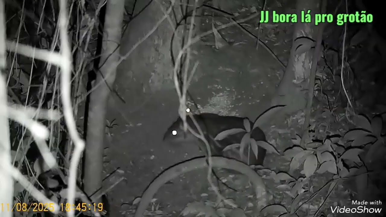 Paco macho ,visão noturna...