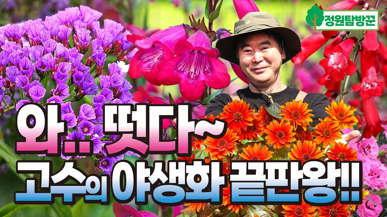 떳다~ 고수들만 아는 봄꽃 야생화 끝판왕 11종 추천! 4월 정원 풍성하고 예쁘게 꾸며보세요.