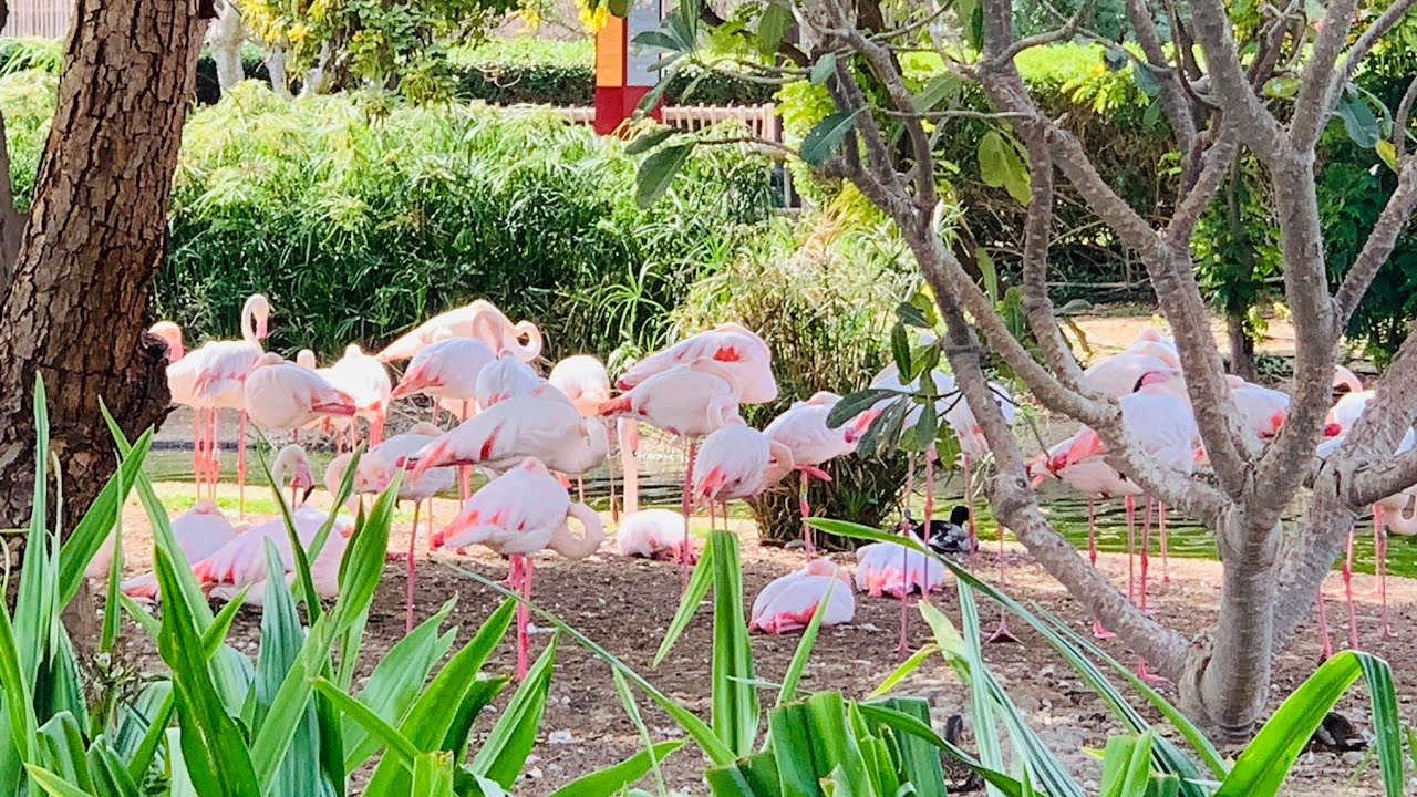 ARAT NA @ DUBAI SAFARI PARK (part1)