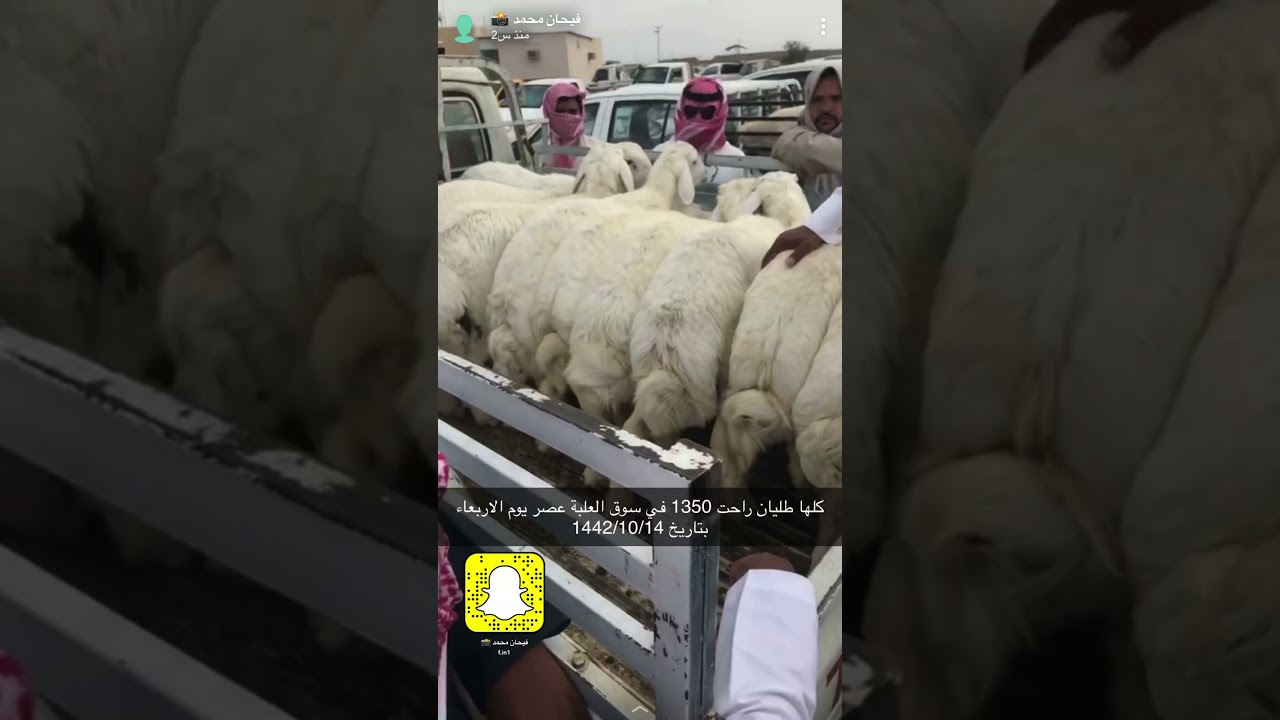 اسعار الغنم في سوق العلبة عصر يوم الاربعاء بتاريخ 1442/10/14 سناب فيحان محمد تابعونا 🌹🌹