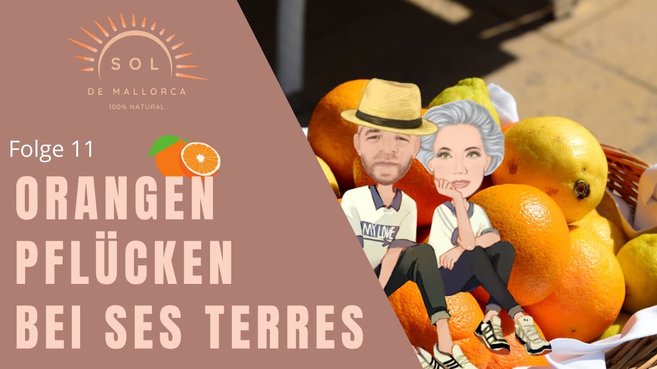 Mallorquinische Orangen pflücken bei Ses terres
