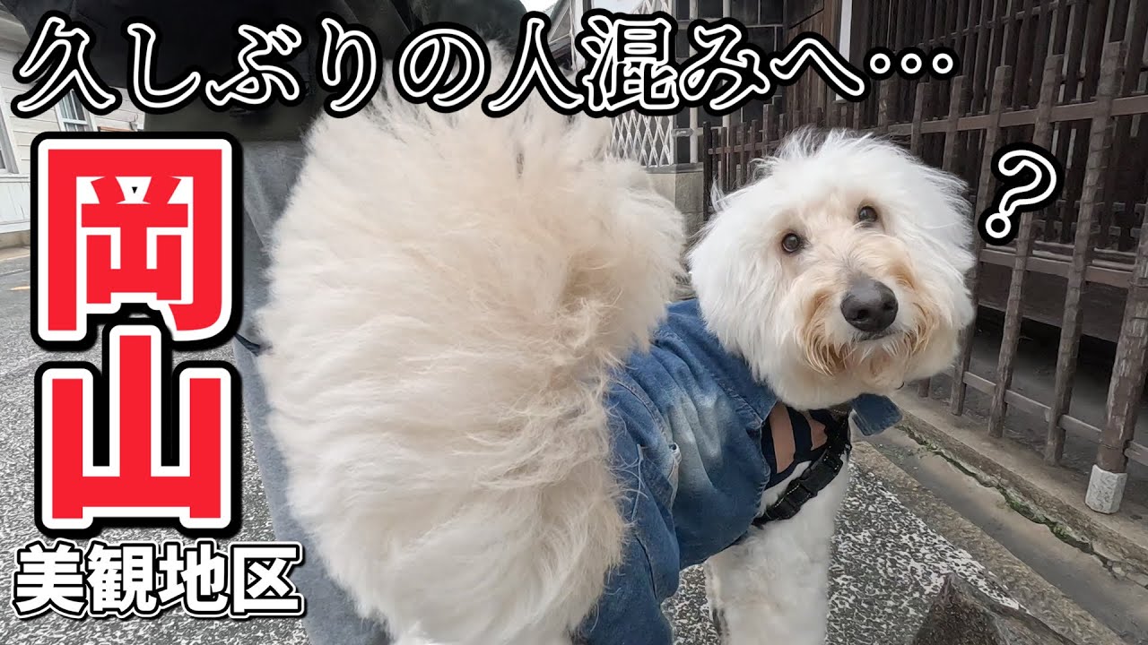 大型犬と車中泊【岡山】みやま公園・倉敷美観地区を散策！久しぶりの人混みでお疲れのおでんちゃん・・・