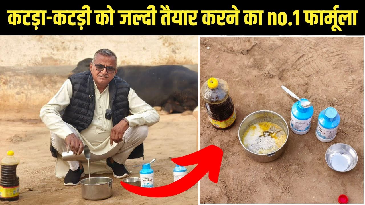 कटडा कटडी को जल्दी तैयार कैसे करें | Katda Katdi kaise taiyar karte hain