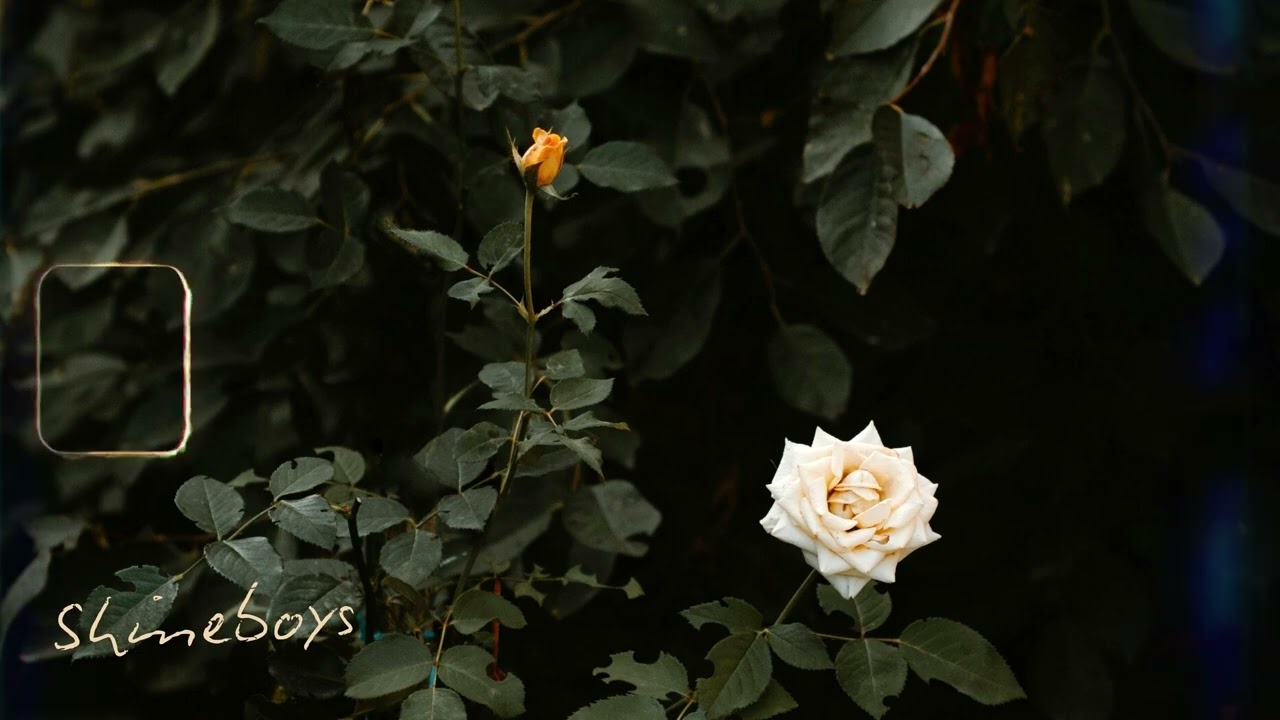กุหลาบขาว (White Rose) | Shineboys「Official Audio」