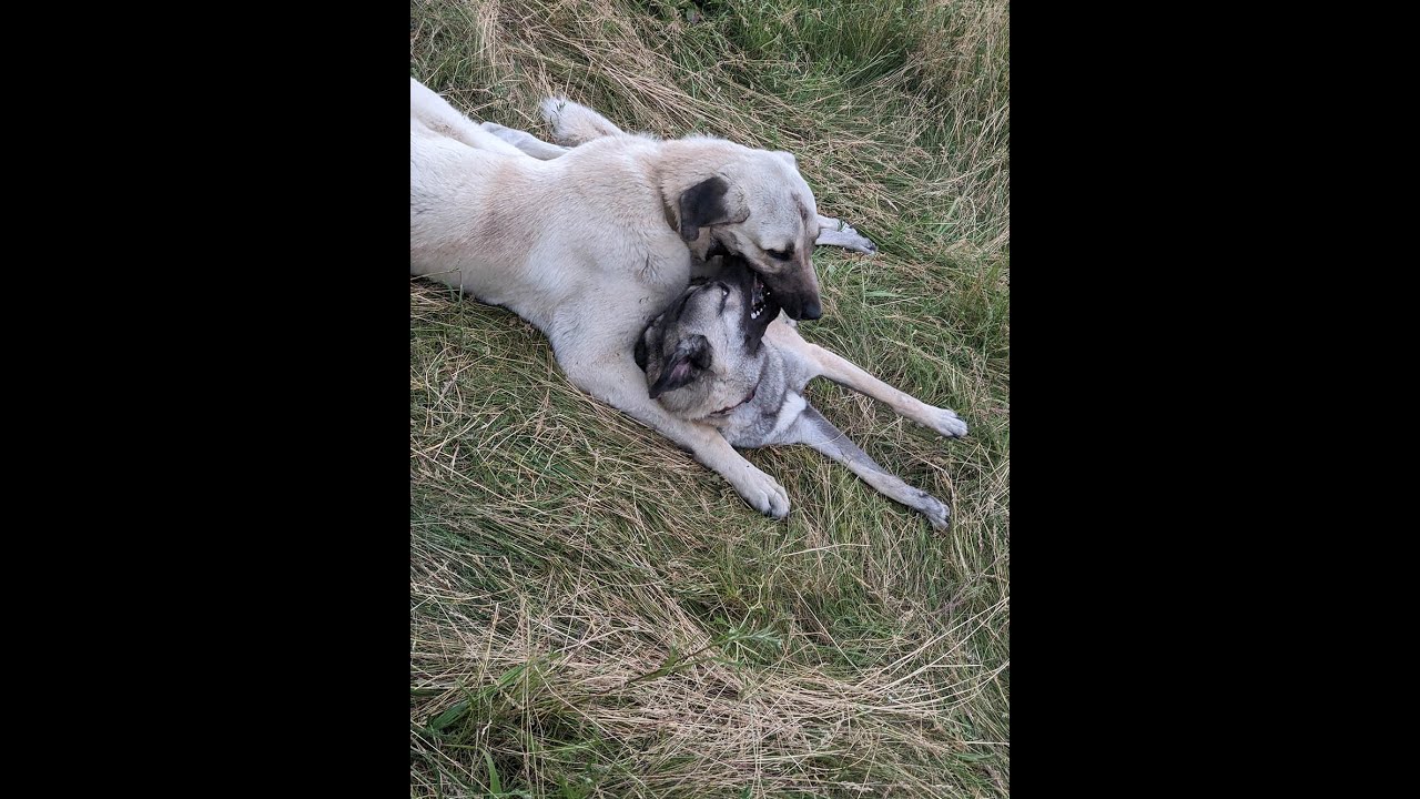 Huge Kangals play together