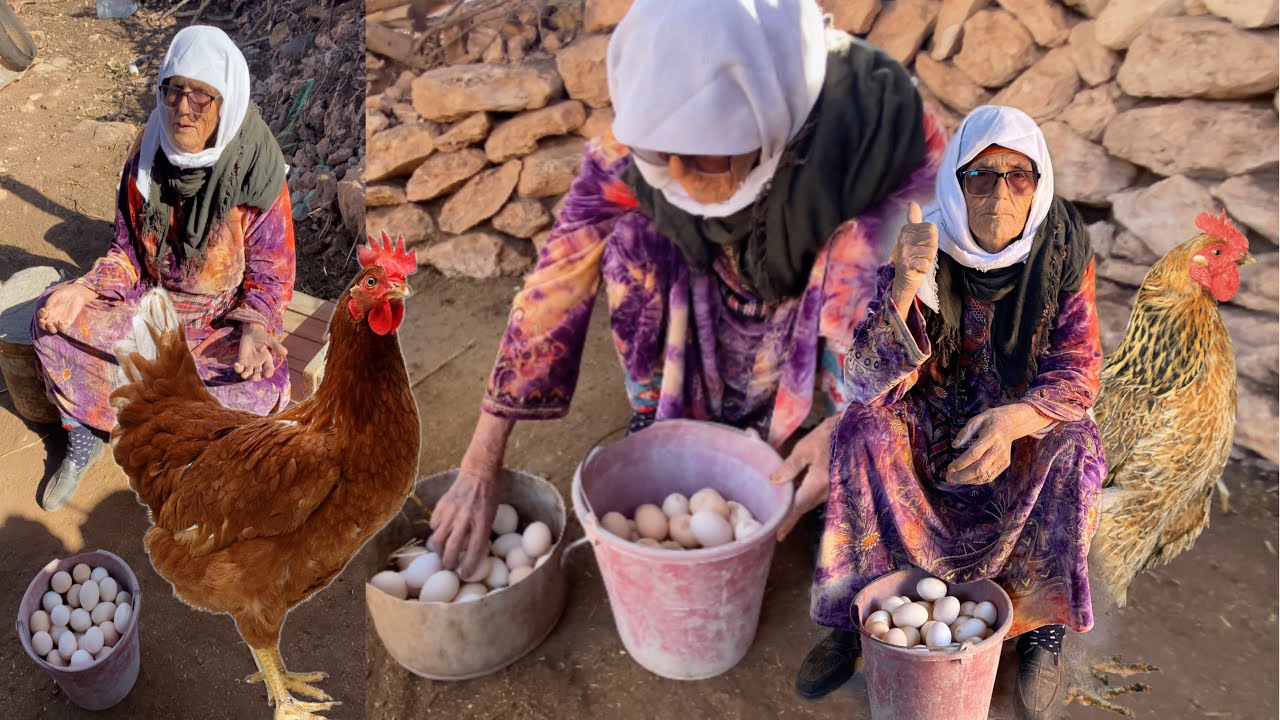 من البادية / اليوم ✅تعيشو معنا اجواء جمع بيض 🥚 دجاج 🐓: اشنو بان ليكم العائلة في تمن لي عطيتها 🤣🤣