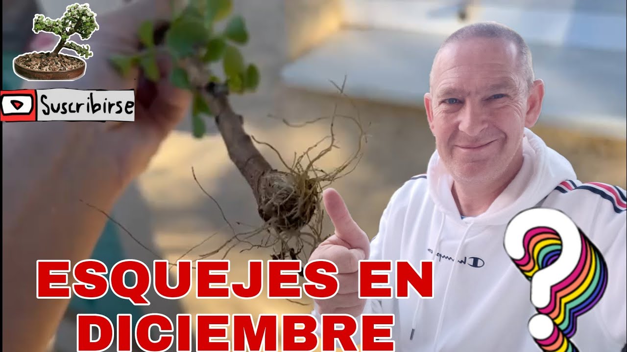 PRUEBA ESQUEJES DE PORTULACARIA AFRA EN AGUA PARA VER SI ECHAN RAICES EN DICIEMBRE,