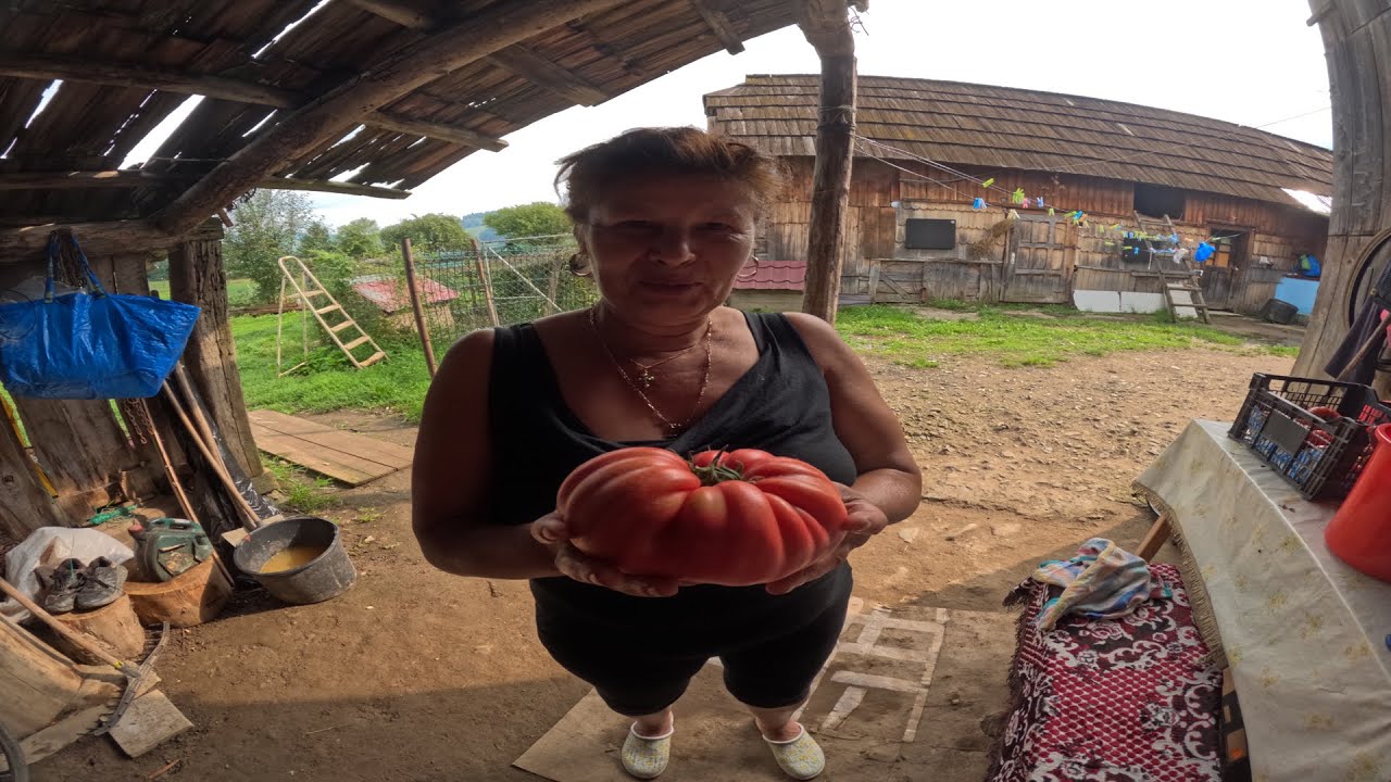 Rosii Rosalinda de 1kg / Prezentarea rosiilor in luna august