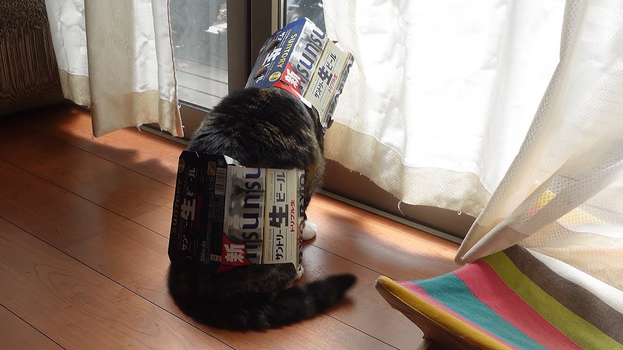 完全装備で庭に行こうとするねこ。-Maru tries to go to the garden with fully equipped.-