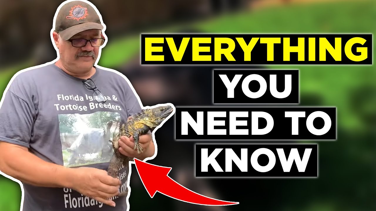 Understanding Banana Pectinata iguana