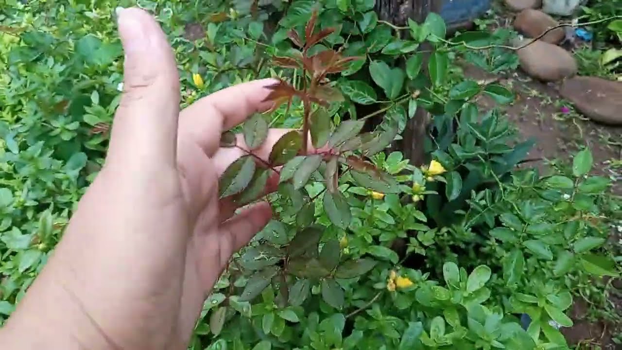 Tive que parar de gravar devido ao temporal 😲