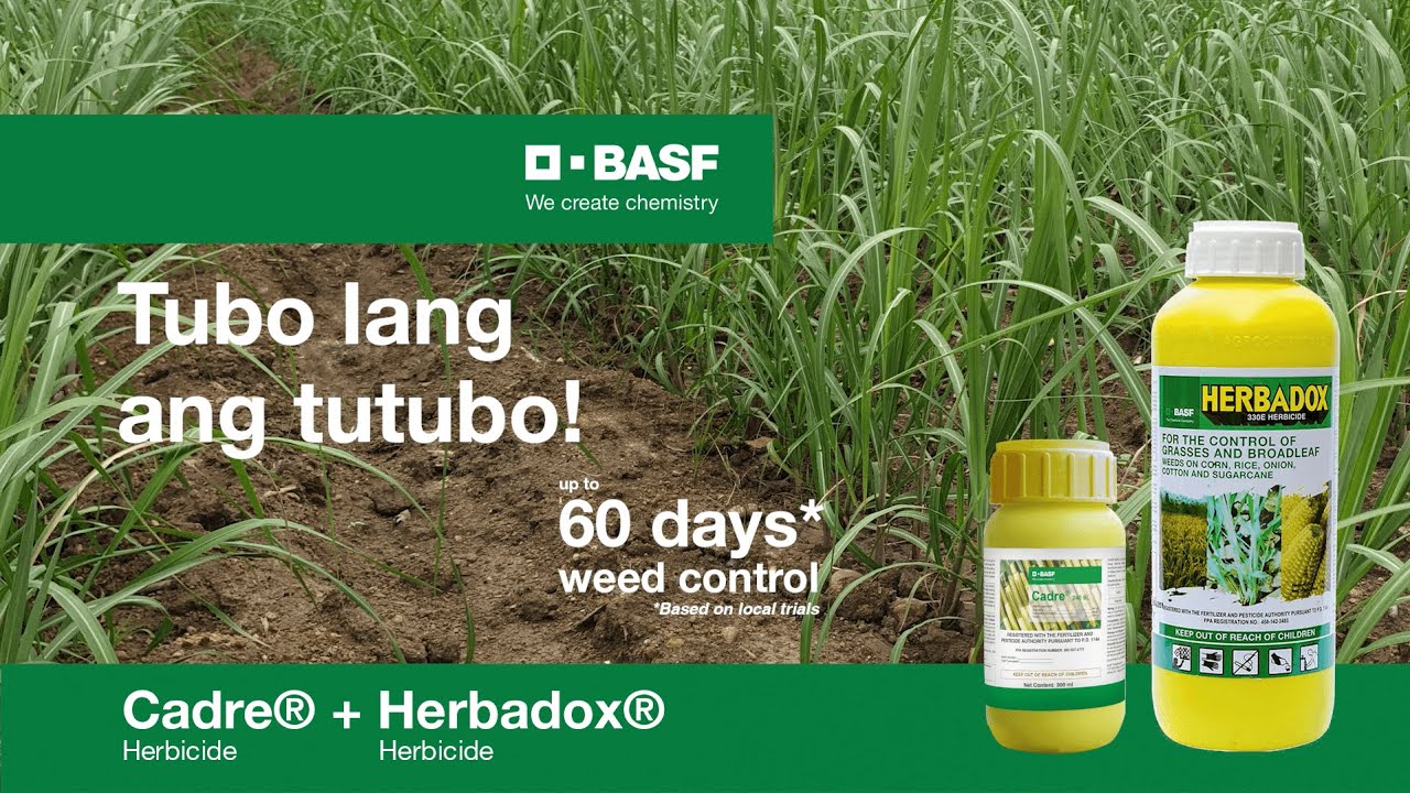 Cadre-Herbadox: Up to 60 days weed control for sugarcane