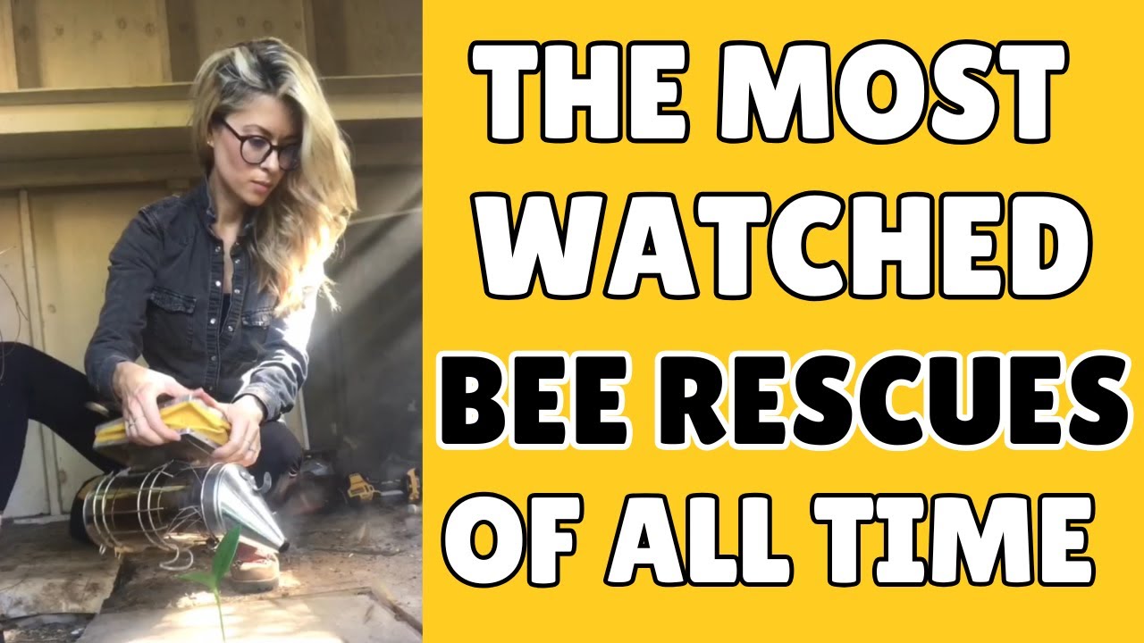 The Internet&rsquo;s Most Watched Bee Removals