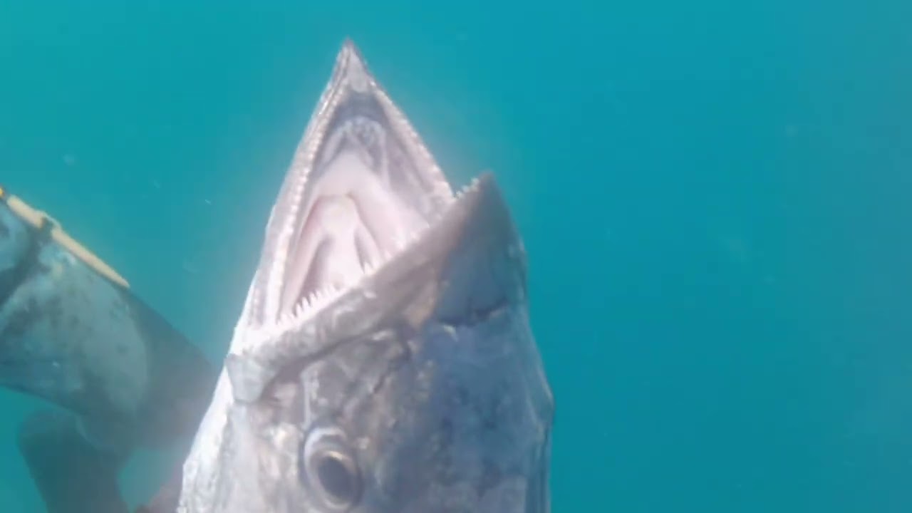 Morning quick dive mga ka adventures foll video sa king mak