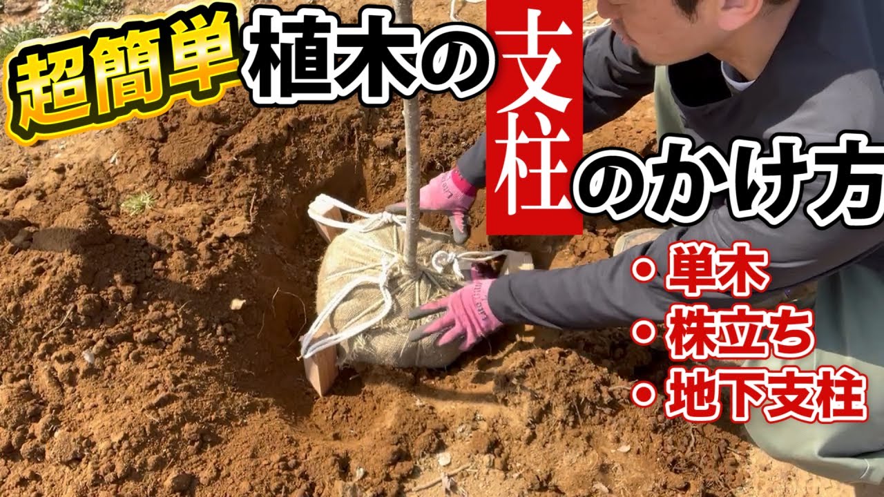 【植木植えた後、支柱やらなきゃダメ？】プロの様にできなくていい！必要最低限で効果的な支柱のかけ方