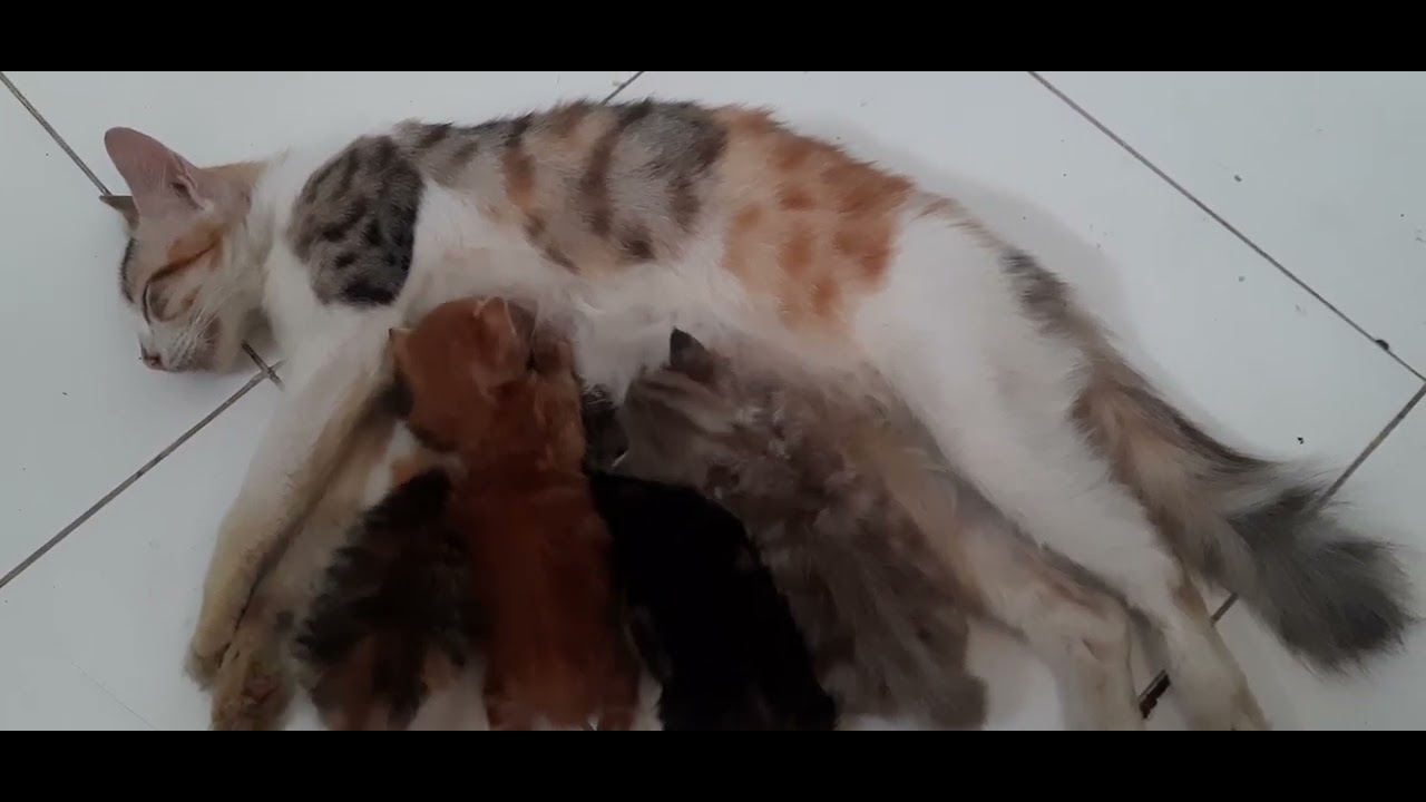 KASIH SAYANG SEEKOR IBU | FULL ASI #cat #kucingmenyusui