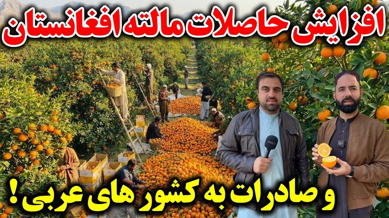 گزارش ویژه از حاصلات بی سابقه مالته افغانستان |Afghanistan Ornage  Exports 