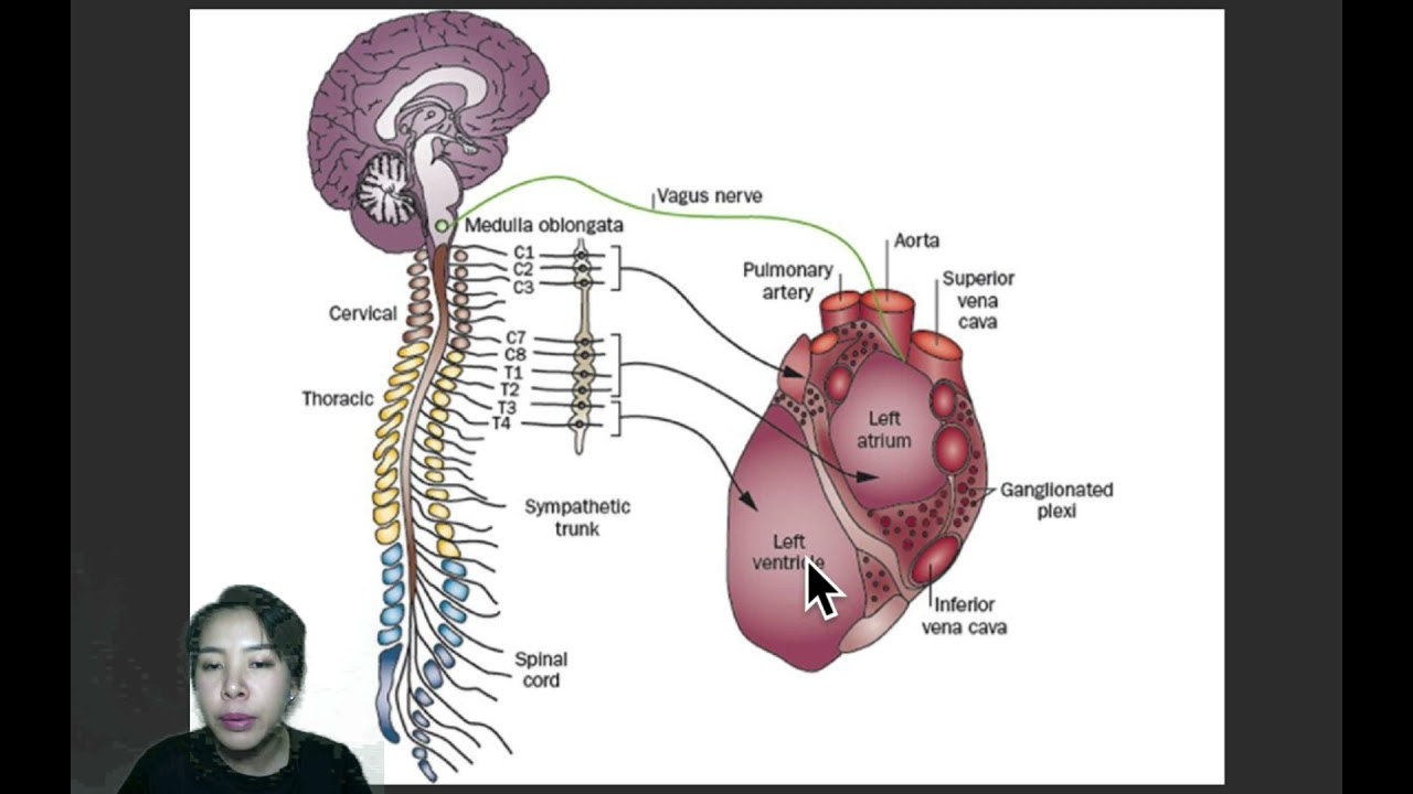 EP.8 ระบบประสาทอัตโนวัติ (Autonomic nervous system: ANS)