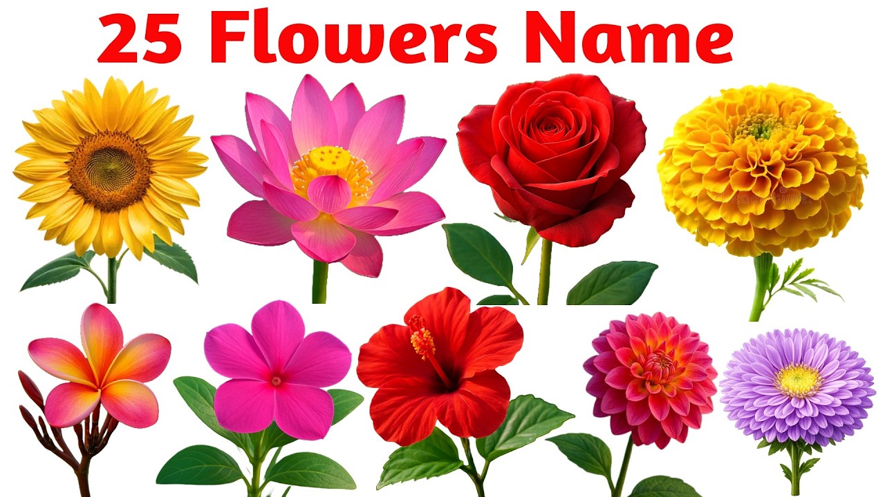Flowers Name in English And Hindi With PDF | फूलों के नाम | flowers with pictures |