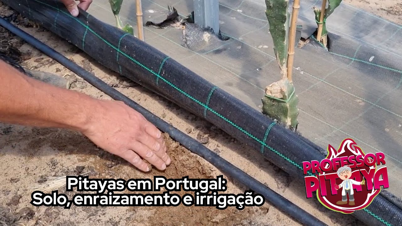 113) Pitayas em Portugal: Solo, enraizamento e irrigação.