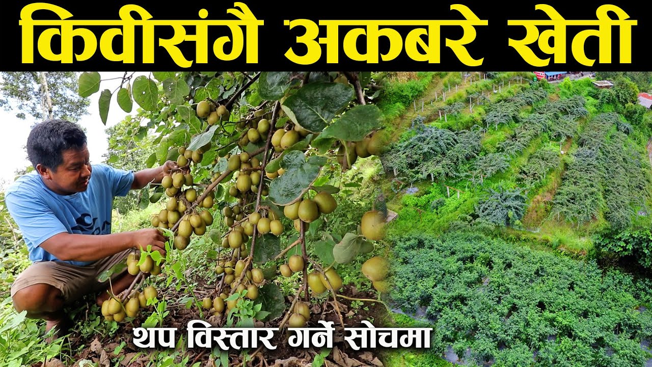 किवी र अकबरे खेतीमा सम्भावना देखेका लाल बहादुर पुन - Kiwi and Akbare chili farming.