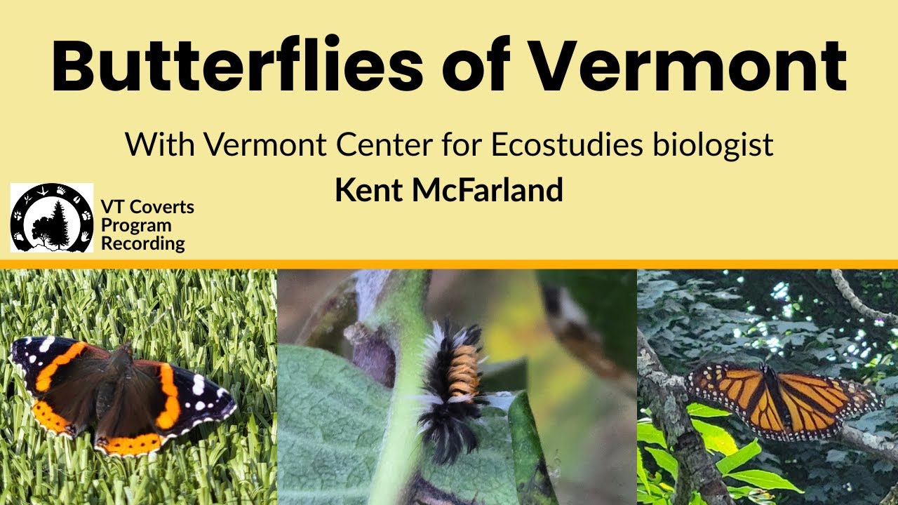 Butterflies of Vermont