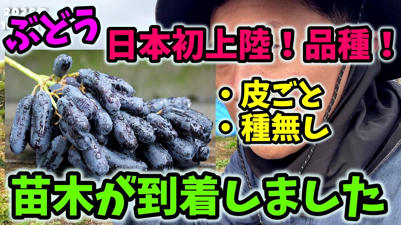 【ぶどう🍇】日本初上陸品種の苗木が届きました【179回目】佐賀県吉野ヶ里町で果樹栽培日誌＃ぶどう栽培#シャインマスカット＃ブルーベリー栽培