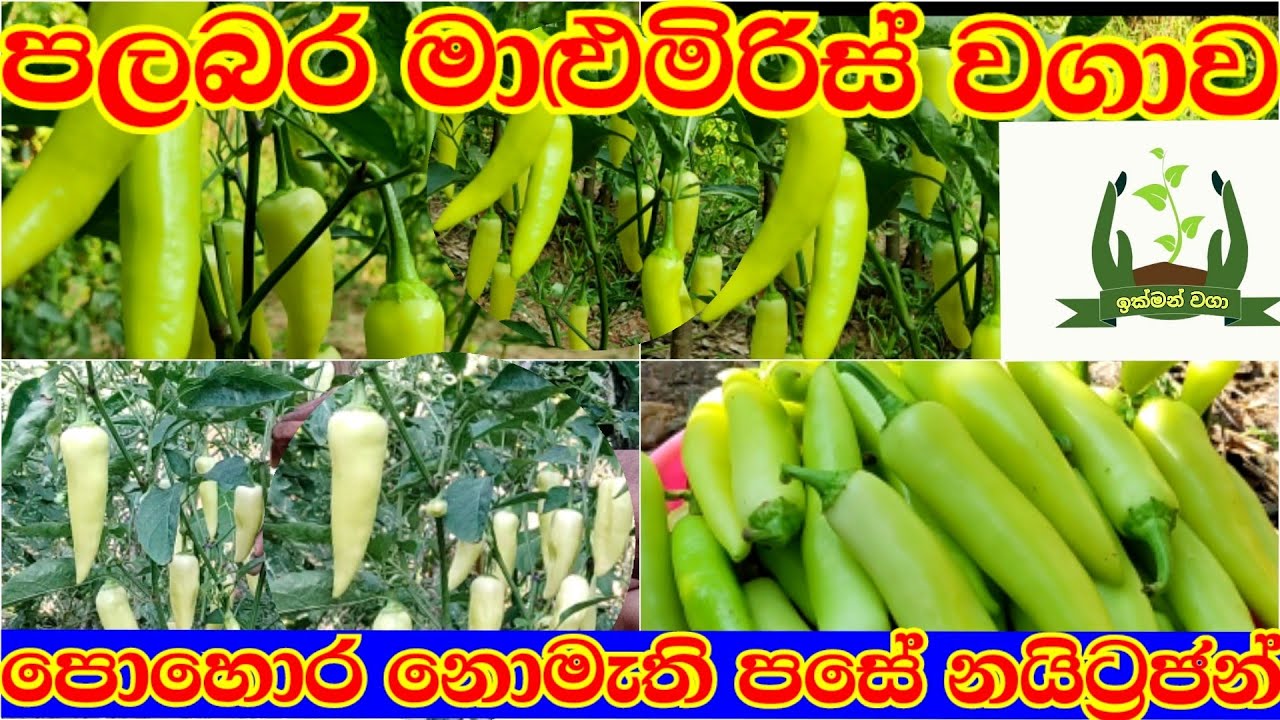 ලොකු පලදාවක් දරන්න අපි නොදන්න රහස් මාළුමිරිස් වගාව