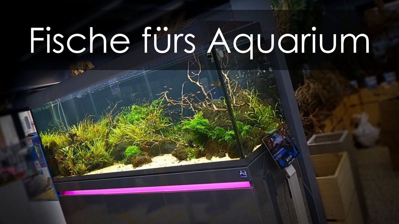 530l Showaquarium mit @AquaOwner - Besatz und Technik | Aquado-Zoo Dortmund