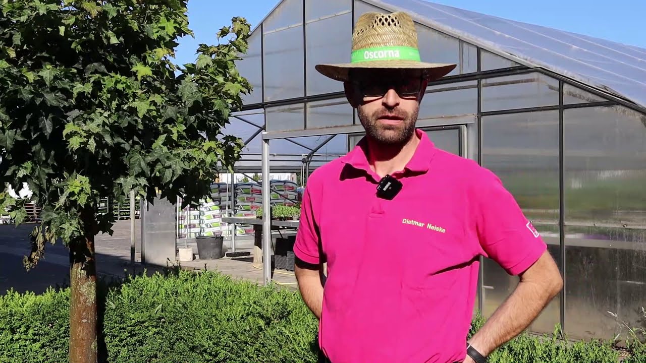 Sommer Rasend&uuml;ngung mit Oscorna