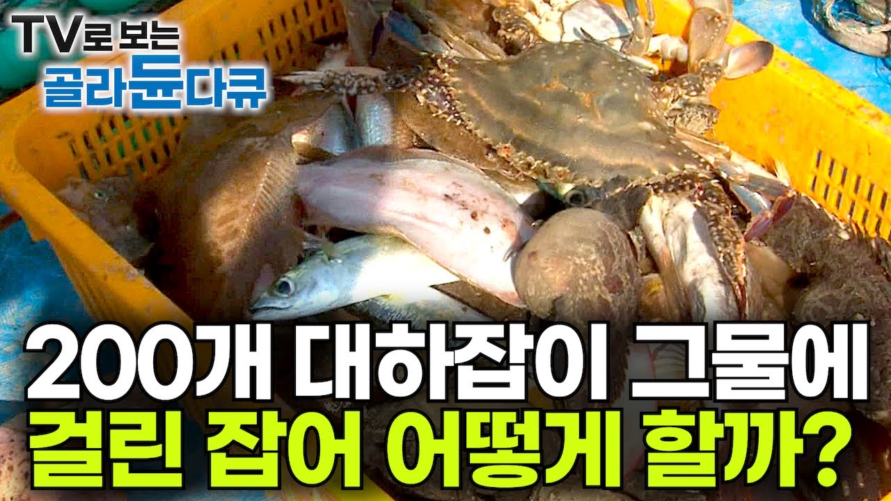 ‘그물 반 잡어 반’ 귀한 자연산 대하 대신 줄줄이 올라오는 잡어! 망연자실 어부들 앞에 드디어 대하가 모습을 드러내는데┃바다 위 10톤 동신호┃만선 대하잡이┃극한직업┃#골라듄다큐