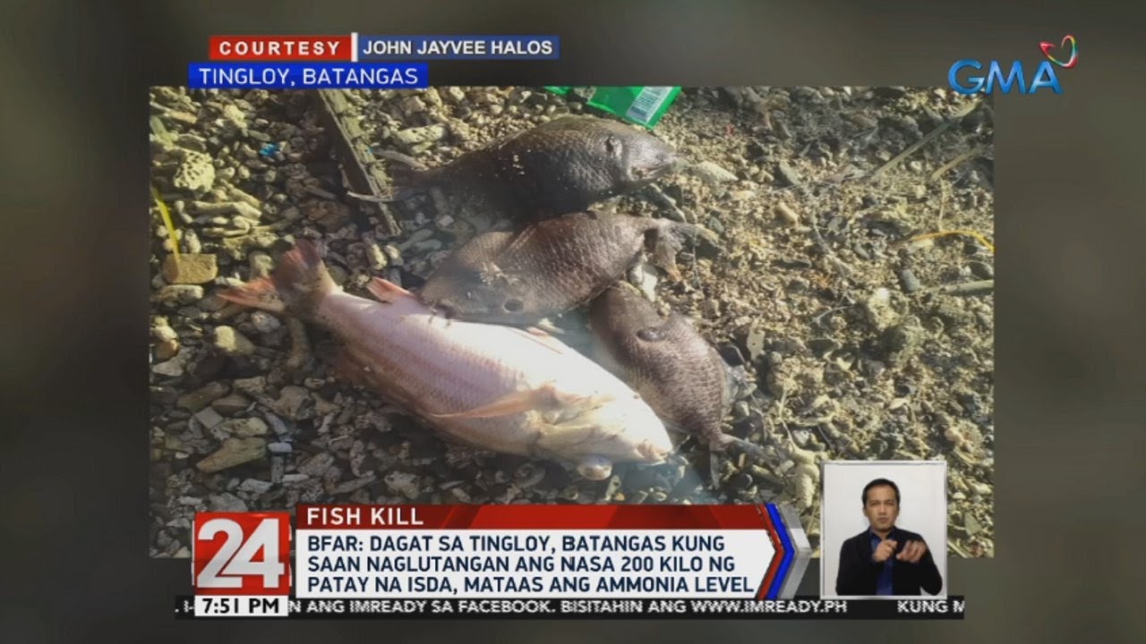 24 Oras: BFAR: Dagat sa Tingloy, Batangas kung saan naglutangan ang nasa 200 kilo ng patay na isda..
