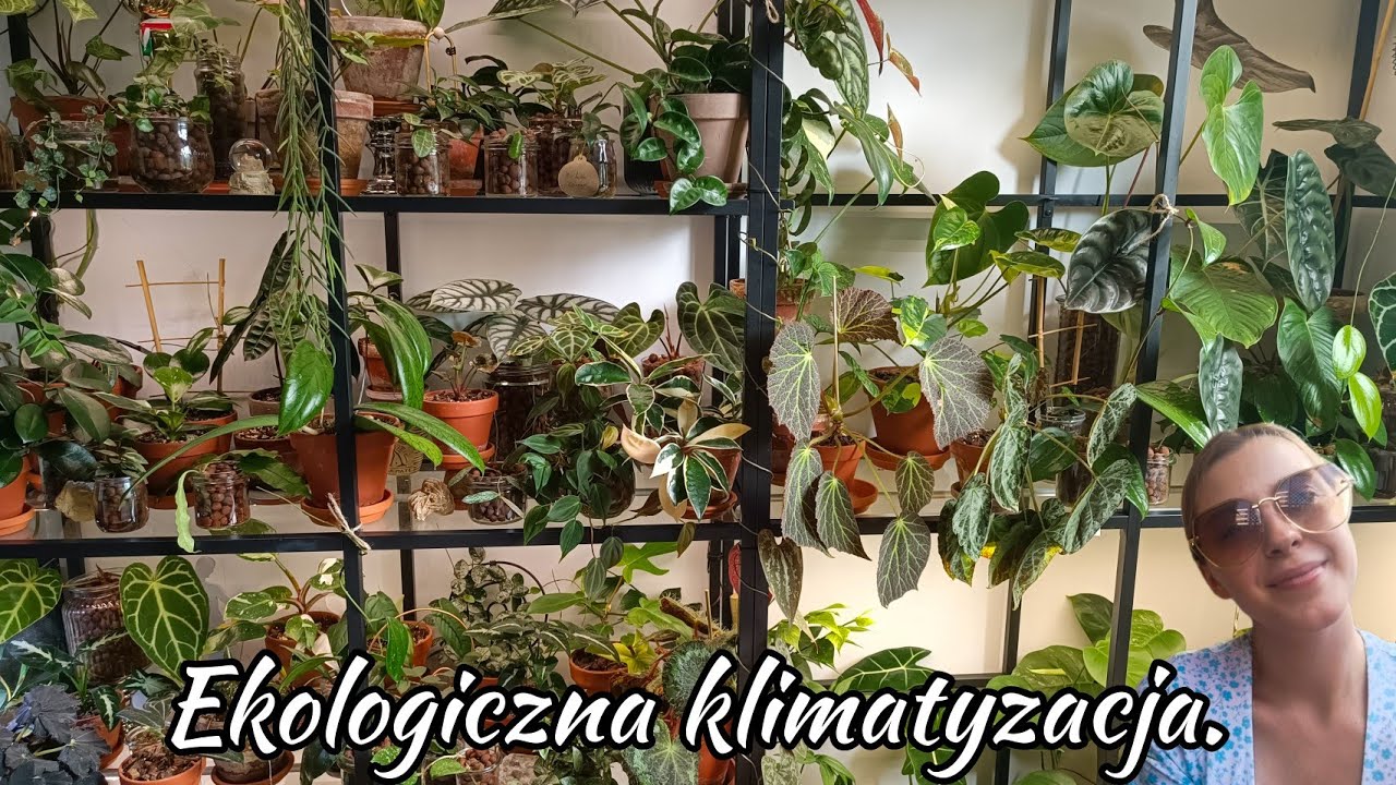 Ekologiczna klimatyzacja? 🤔 Wpływ roślin na jakość powietrza w domu. Fakty i Mity ☘️